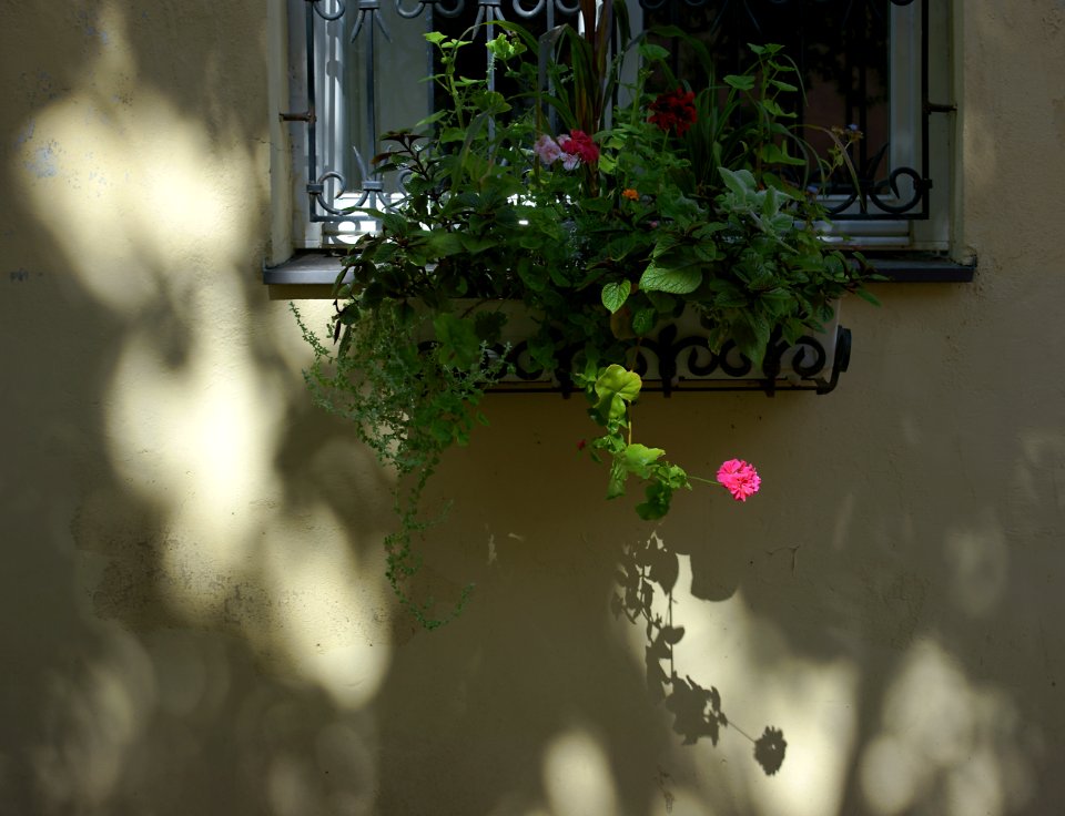 269 vilnius Window Box Art 