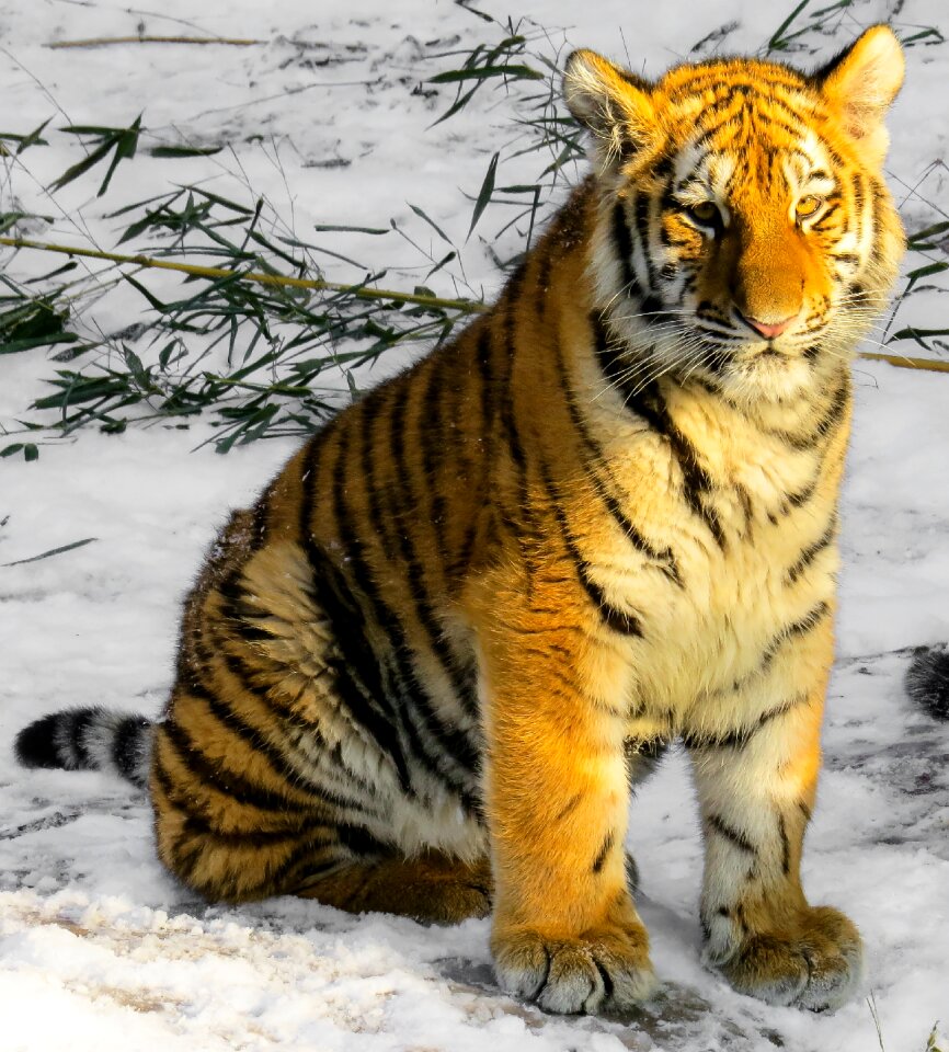 Young animal nuremberg wild