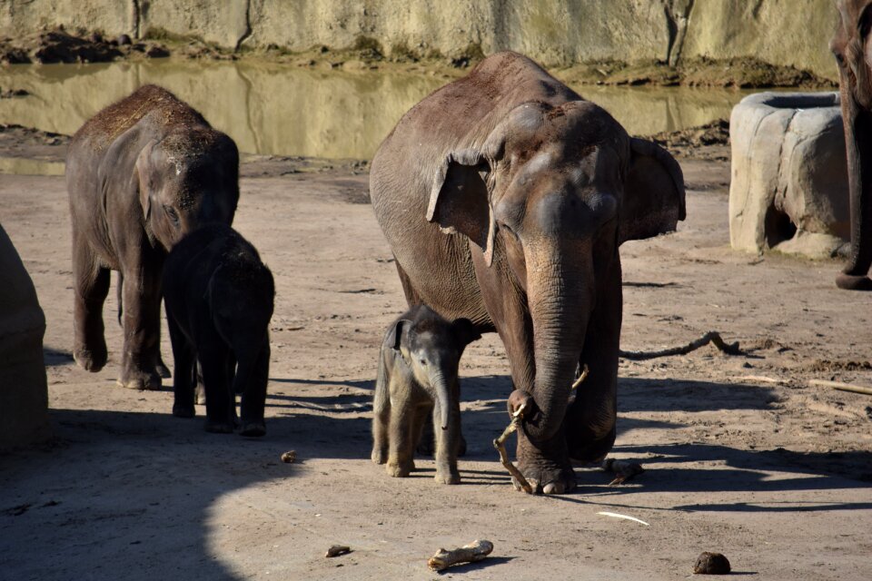 Baby elephant pachyderm young elephant