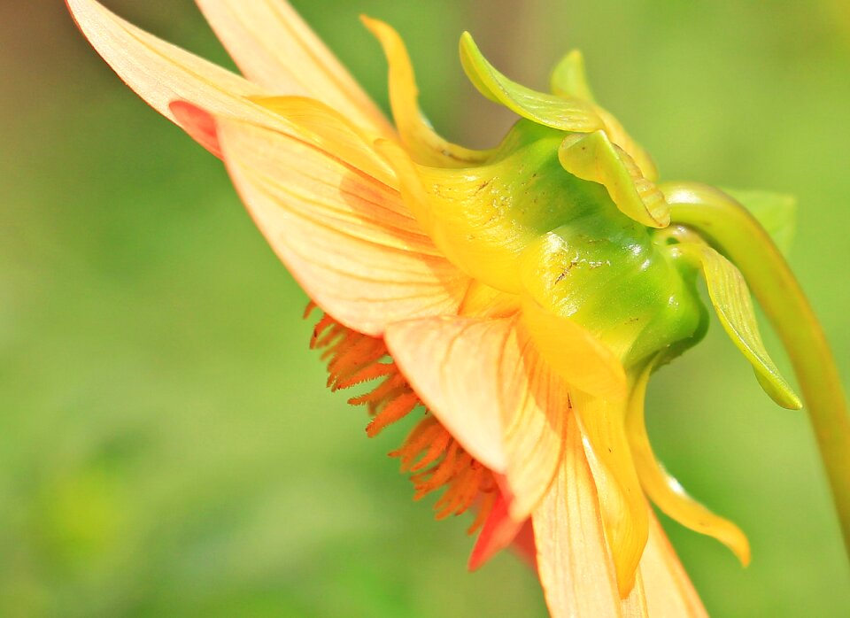Flower composites flower garden