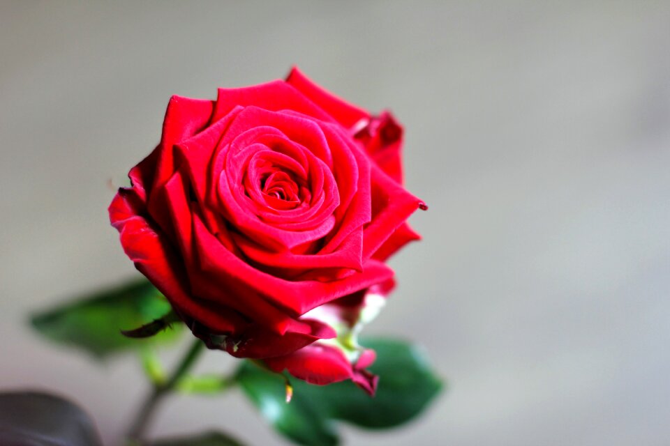 Wedding day romantic red roses