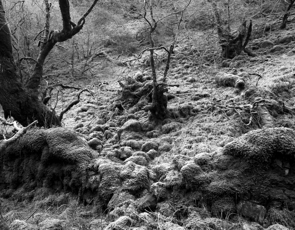 63 highlands Glen Arkaig 