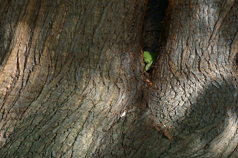 114 leaves etc. Footscray Meadows 