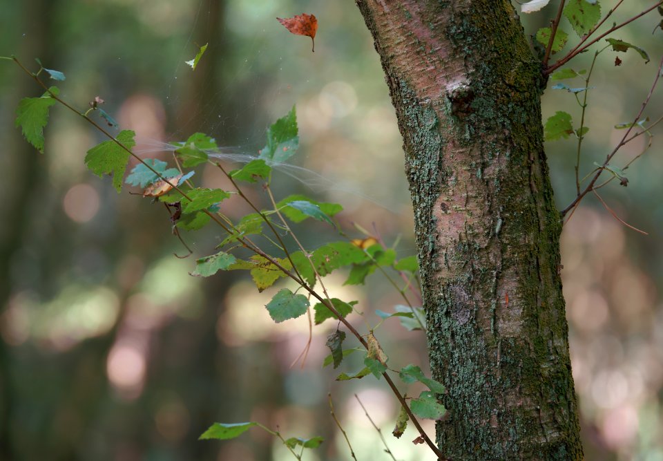 103 leaves etc. Ashdown Forest 