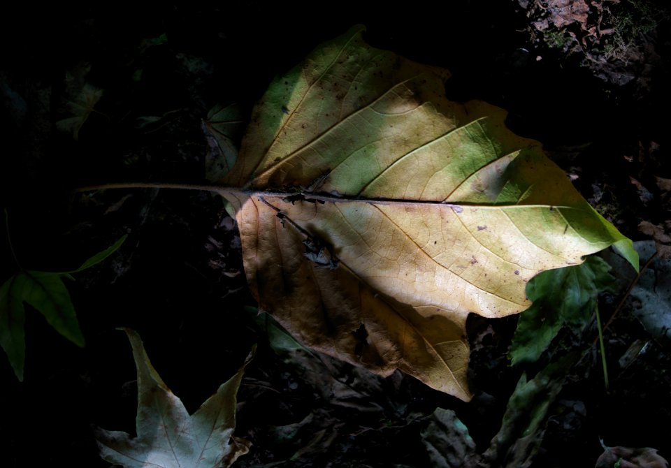 101 leaves etc. Danson Park 