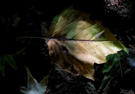 101 leaves etc. Danson Park photo