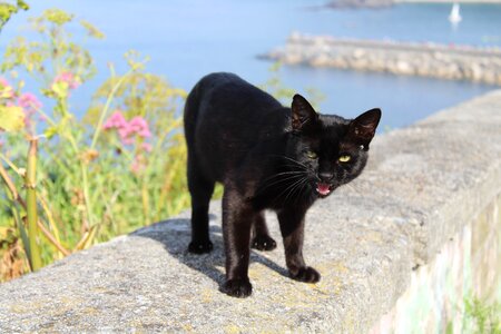 Pet look black cat photo