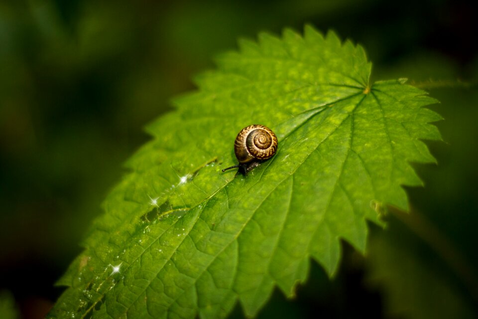 Snail sheet nettle