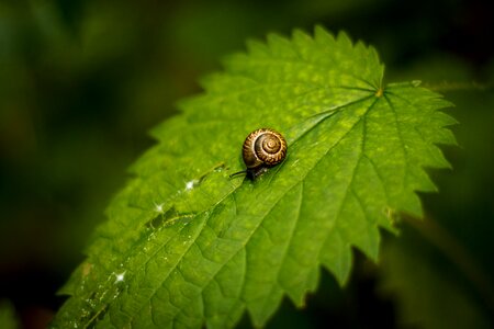 Snail sheet nettle