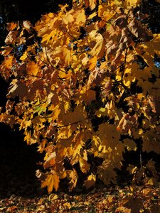 Foliage autumn gold tree