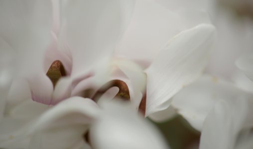 130 flowers Cyclamen v1 photo
