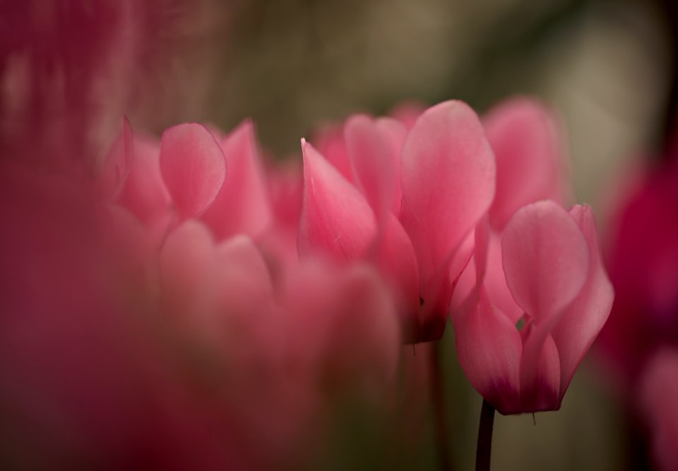 129 flowers Cyclamen 