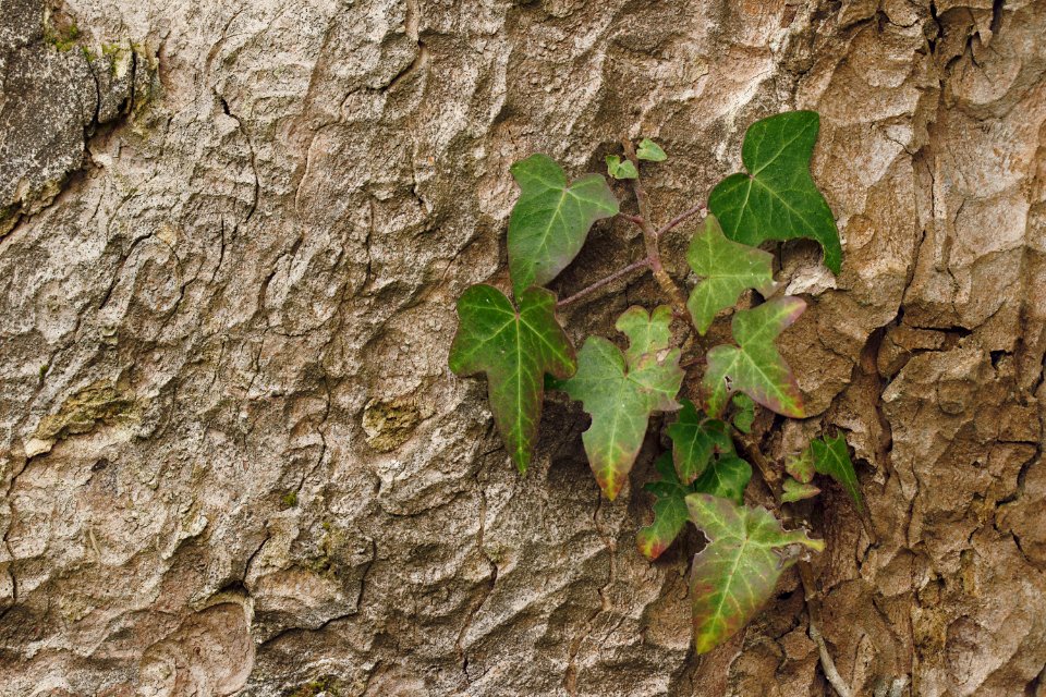 88 leaves etc. Luddesdown 
