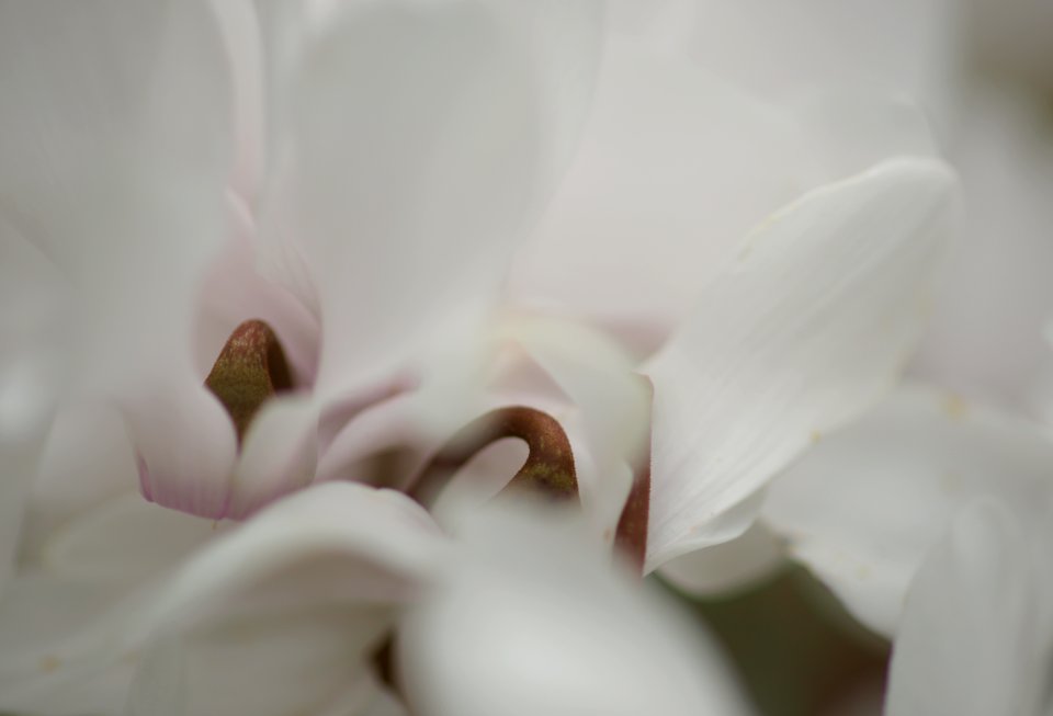 130 flowers Cyclamen v2 