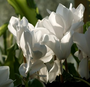 128 flowers Cyclamen 