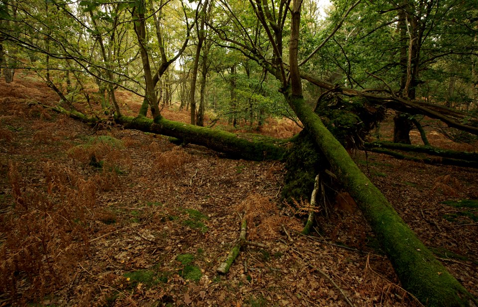 141 kent Ightham Common 
