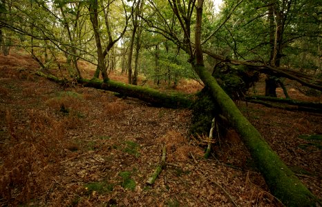 141 kent Ightham Common photo