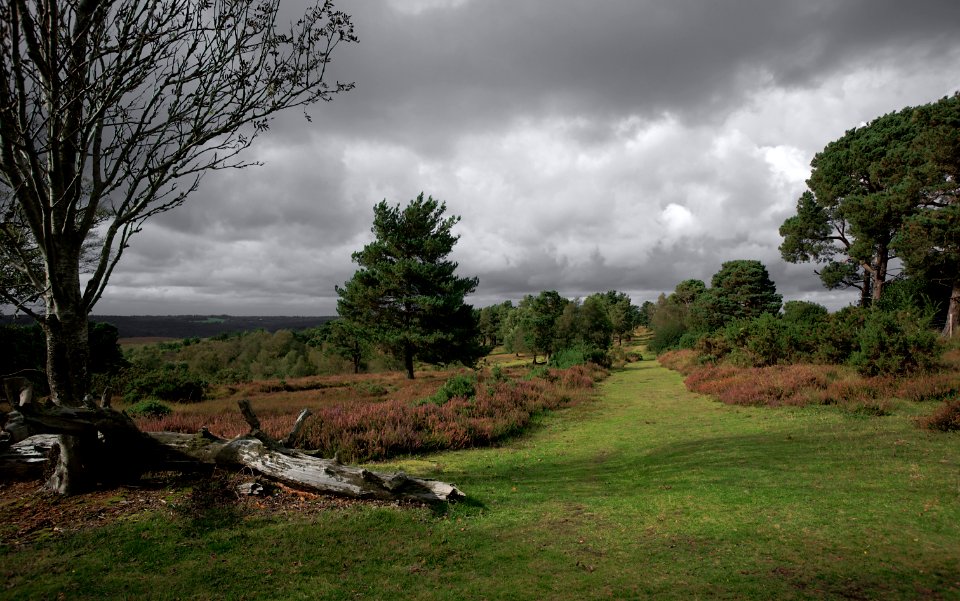 148 sussex Old Lodge Nature Reserve 