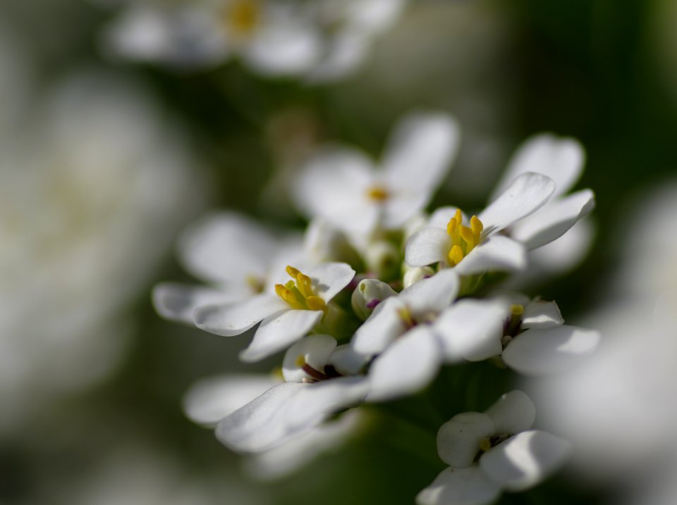 126 flowers Candytuft 