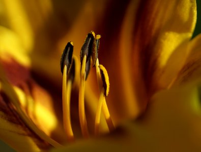 123 flowers Day Lily photo