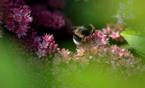 122 flowers Sedum photo