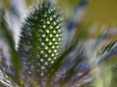 120 flowers Thistle 