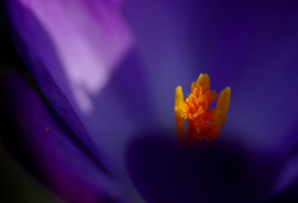 118 flowers Crocus 