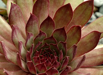 82 leaves etc. Sempervivum 'Blood Tip' 