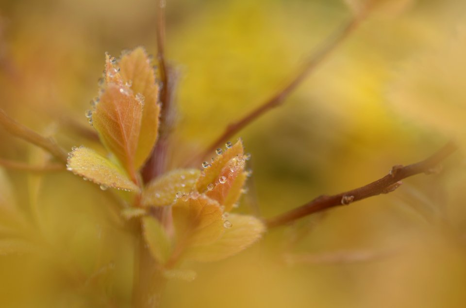 80 leaves etc. Spirea 