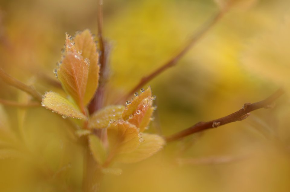 80 leaves etc. Spirea photo