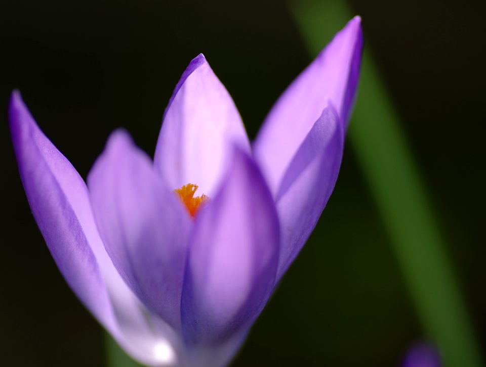 117 flowers Crocus 