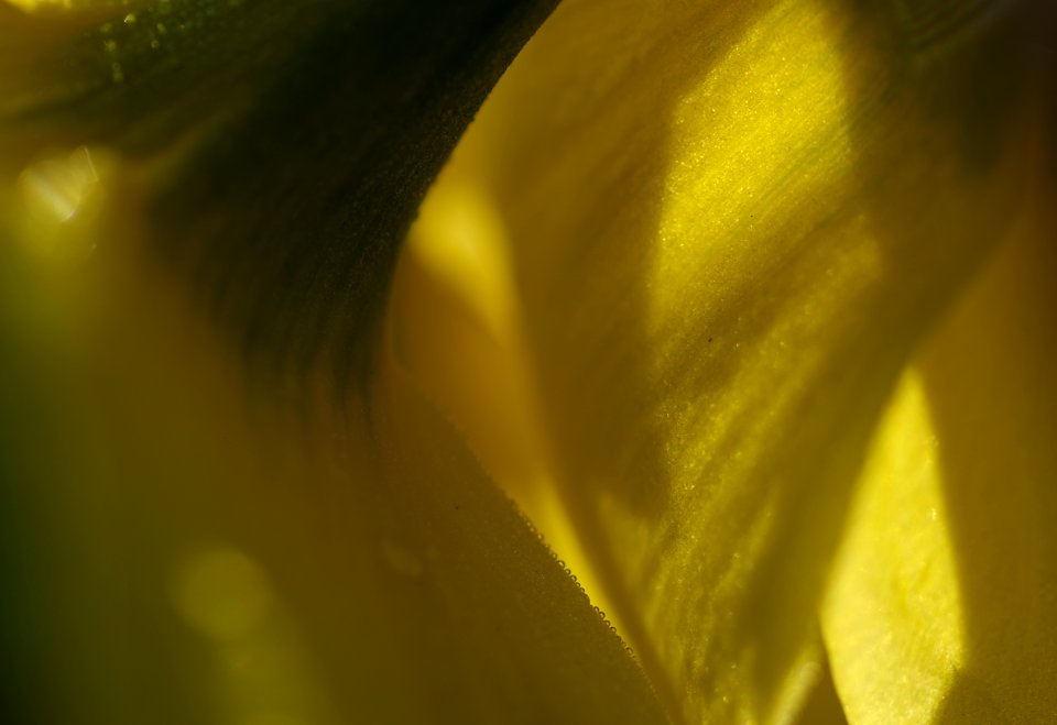 114 flowers Daffodil 