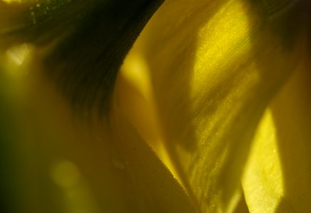 114 flowers Daffodil photo