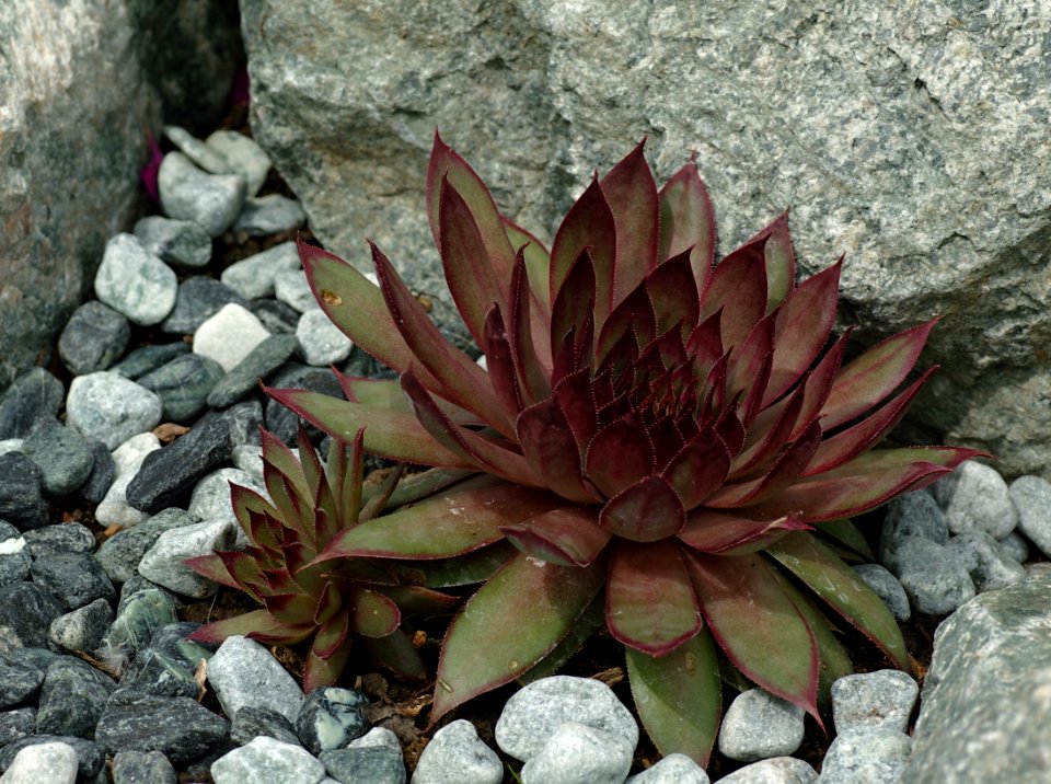 79 leaves etc. Sempervivum 'Blood Tip' 