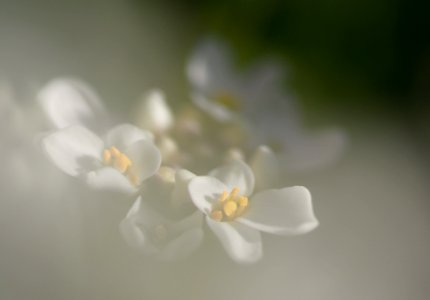 115 flowers Candytuft photo