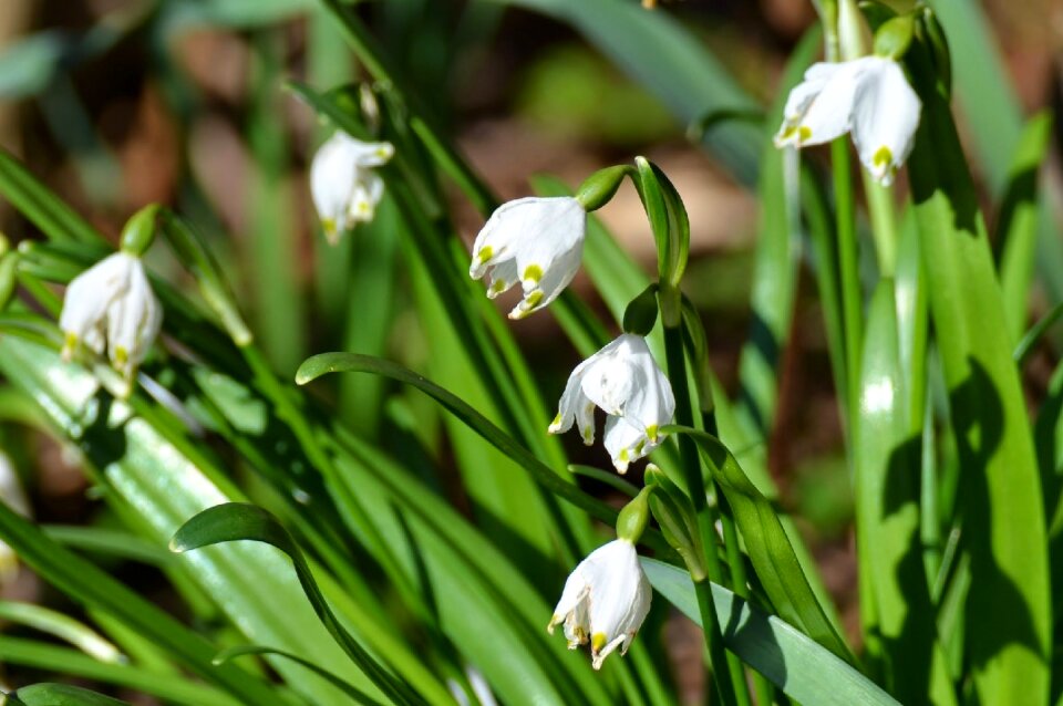 Snow drop green green snow