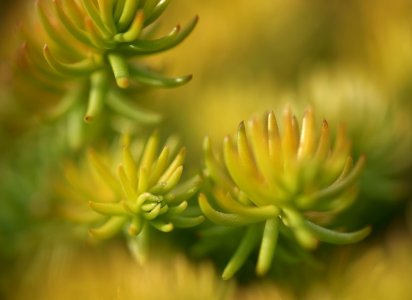 75 leaves etc. Sedum 