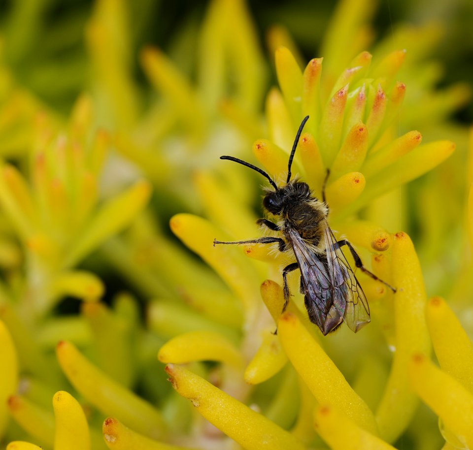 93 record Andrena carantonica 