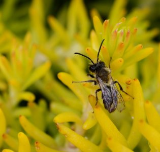 93 record Andrena carantonica photo