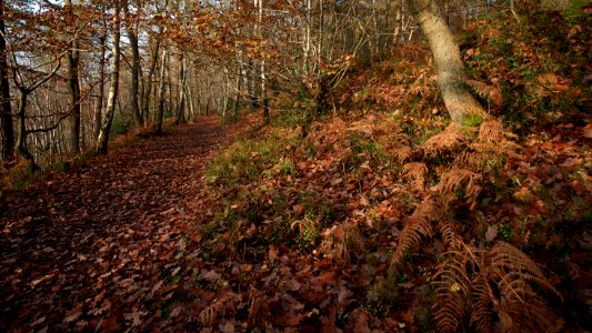 101 kent Oldbury Hill Fort photo