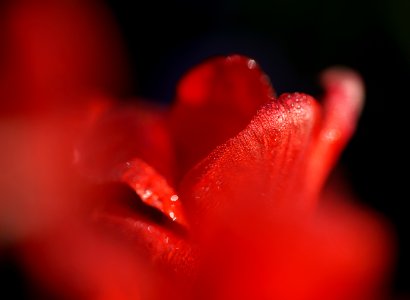 111 flowers Tulip 