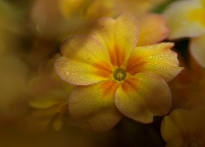 109 flowers Primula photo