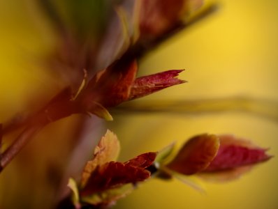 71 leaves etc. Spirea photo