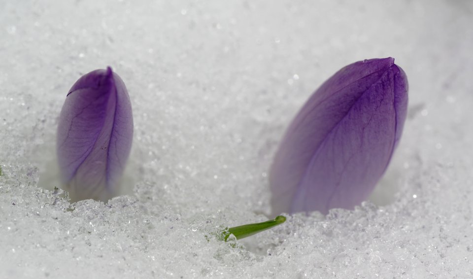 105 flowers Crocus photo