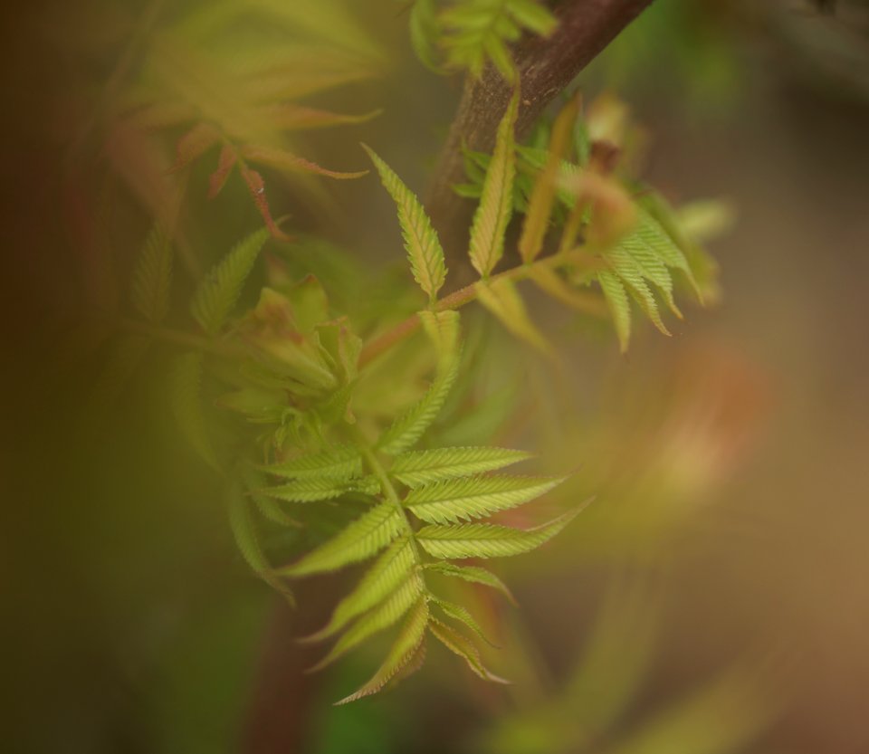 70 leaves etc. Sorbaria Sorbifolia 