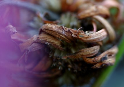 69 leaves etc. Gerbera photo