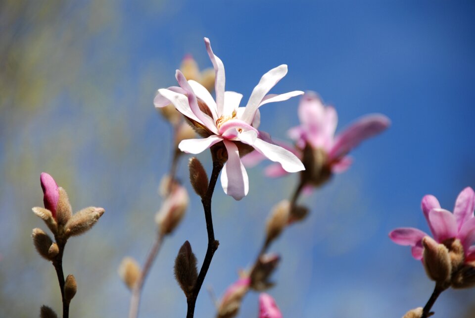 Bud pink spring