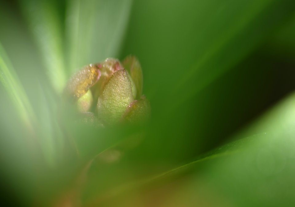 63 leaves etc. Drimys Lanceolata 