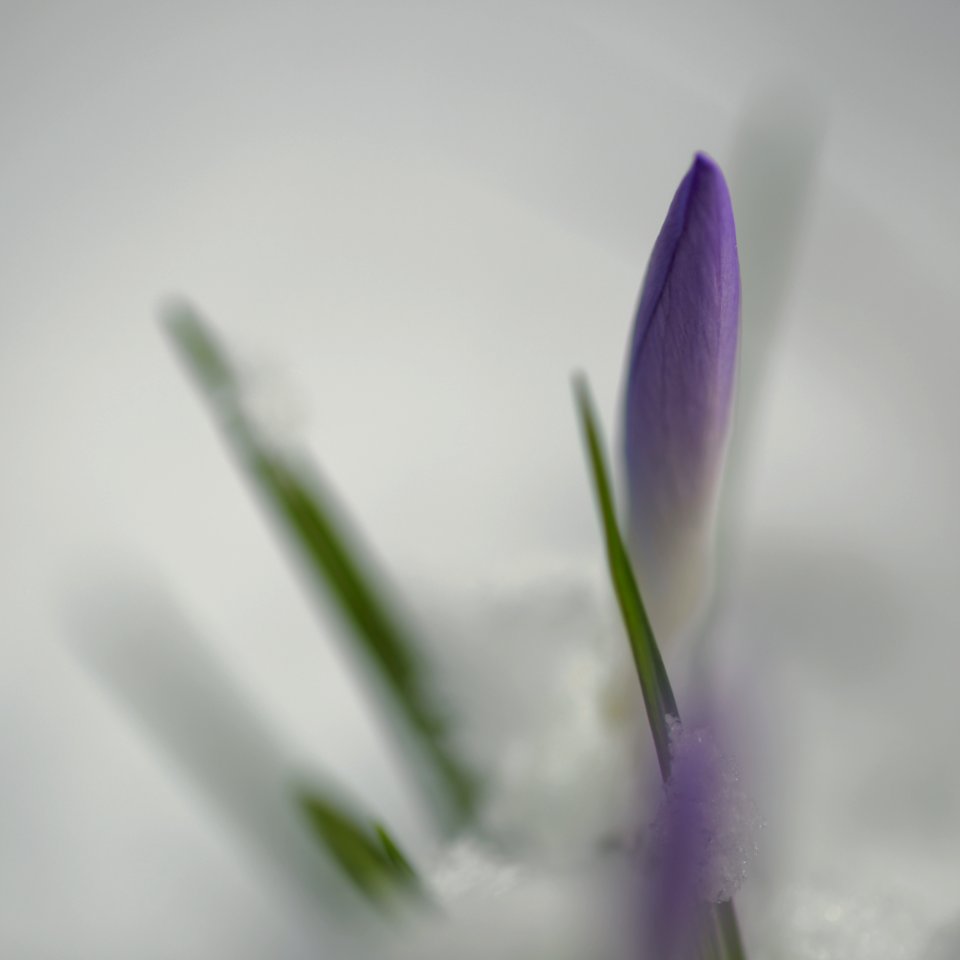 103 flowers Crocus 