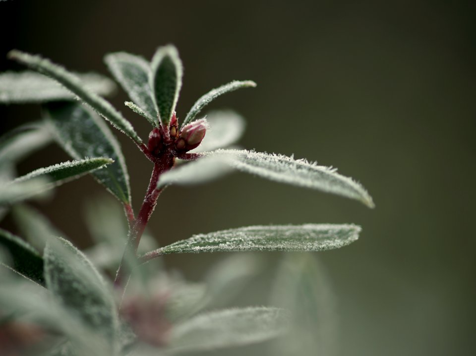 60 leaves etc. Drimys Lanceolata 